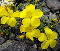 Linum cariense